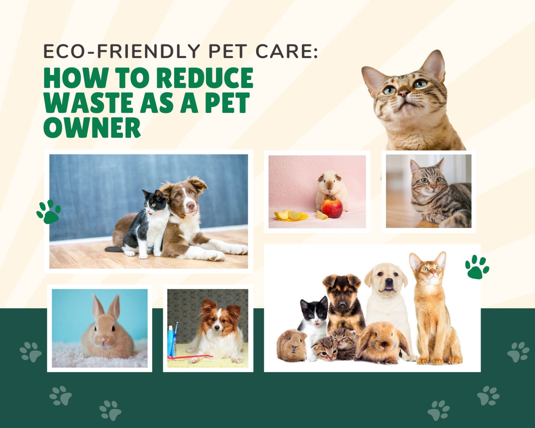 pet-care